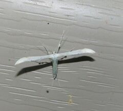 Hellinsia homodactylus