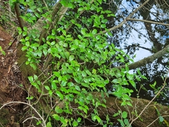 Cassinopsis ilicifolia