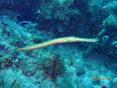 Aulostomus maculatus