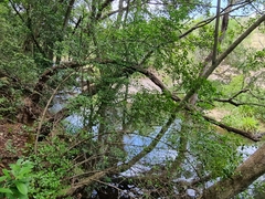 Cassinopsis ilicifolia