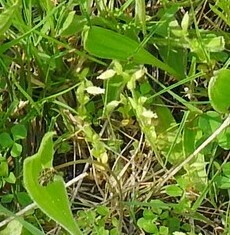Cerastium brachypetalum
