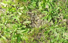 Plantago lagopus