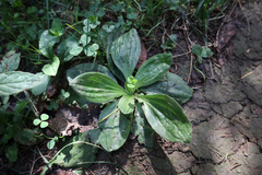 Plantago