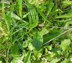Plantago lagopus