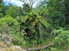 Cyathea dregei