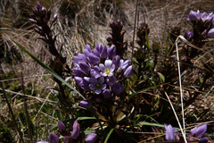 Gentianella foliosa