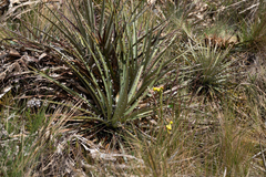 Puya clava-herculis