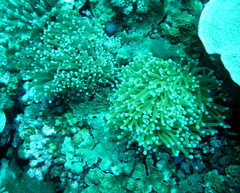 Euphyllia glabrescens