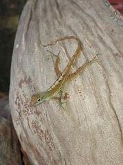Anolis wattsii
