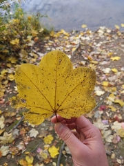 Kalopanax septemlobus