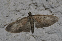 Eupithecia abbreviata