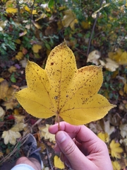 Kalopanax septemlobus