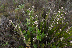 Baccharis genistelloides