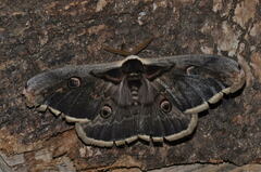 Saturnia pyri