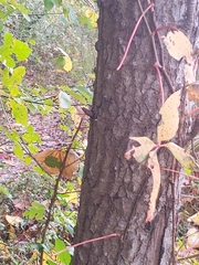 Kalopanax septemlobus