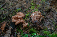 Lentinellus cochleatus