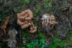 Lentinellus cochleatus