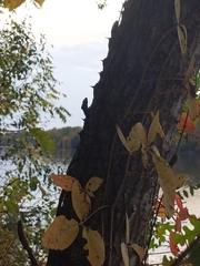 Kalopanax septemlobus