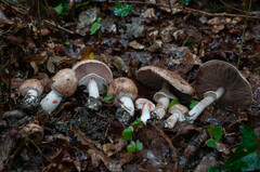 Agaricus langei