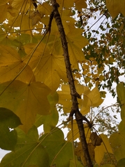 Kalopanax septemlobus