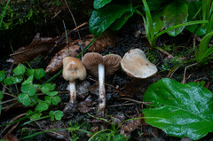 Hebeloma sacchariolens