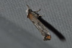 Pseudoswammerdamia combinella