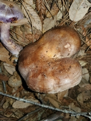 Lactarius argillaceifolius