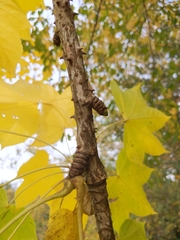 Kalopanax septemlobus