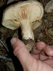 Lactarius argillaceifolius