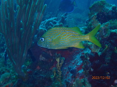 Haemulon flavolineatum