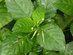 Ruellia tuberosa