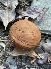 Calvatia holothurioides