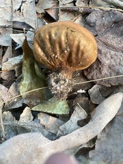 Calvatia holothurioides