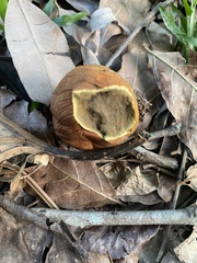 Calvatia holothurioides