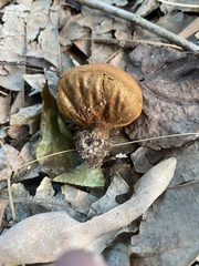 Calvatia holothurioides