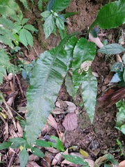 Leptochilus wrightii