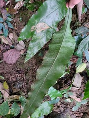 Leptochilus wrightii