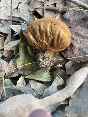 Calvatia holothurioides