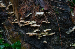 Antrodiella