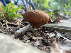 Calvatia holothurioides