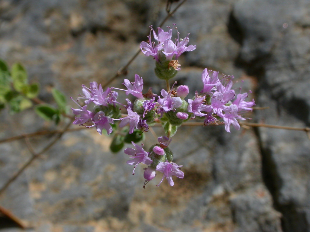 Marjorams