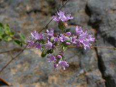 Origanum microphyllum
