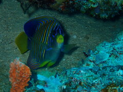 Pygoplites diacanthus