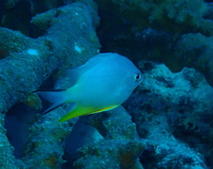 Amblyglyphidodon orbicularis