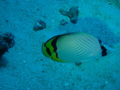 Chaetodon vagabundus