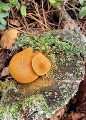Cortinarius semisanguineus