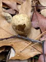 Amphibolips