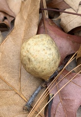 Amphibolips