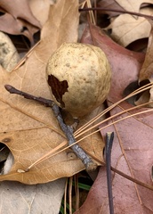 Amphibolips