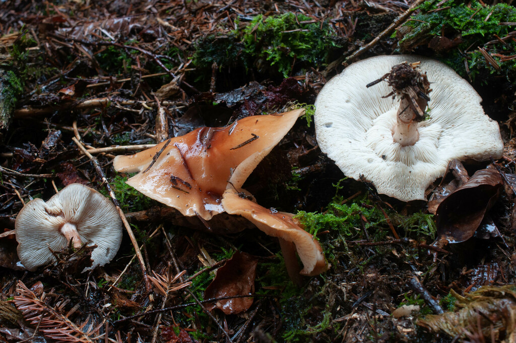 Rhodocollybia prolixa